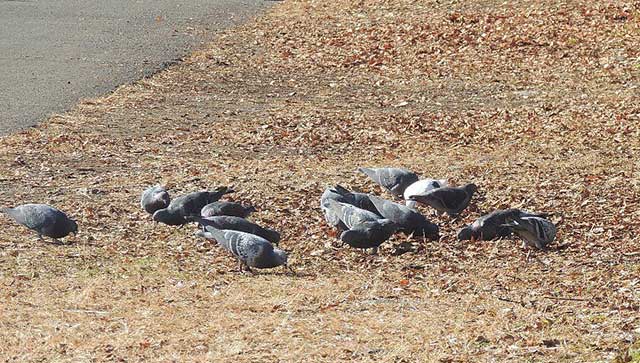 it-is-forbidden-to-catch-birds.jpg (76 KB)
